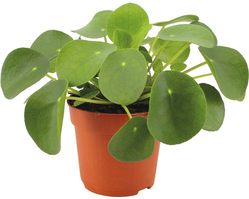 Artillerieplant, UFO-plant FloraSelf Pilea peperomioides H 17-22 cm Ø 10,5 cm pot