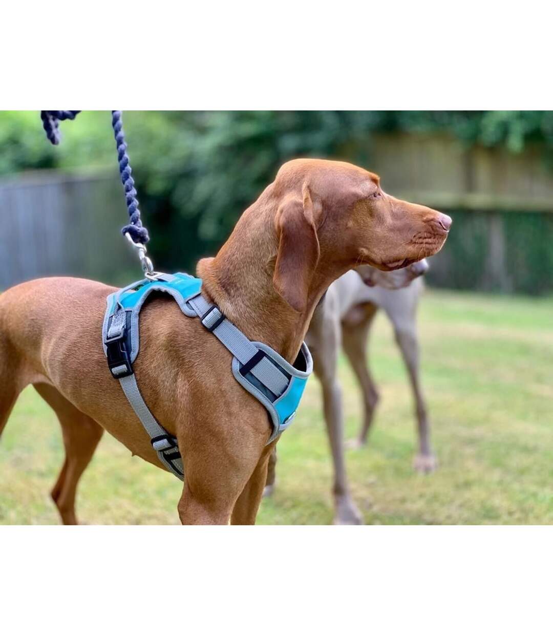 Henry Wag - Harnais pour chiens (Bleu / gris) (L) - UTTL4853