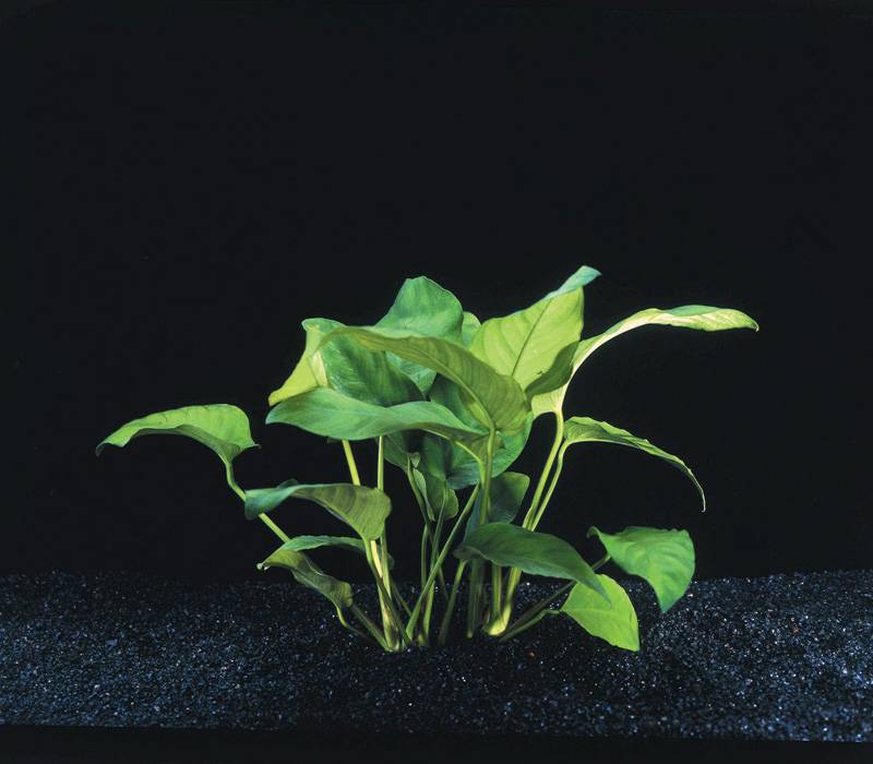 Aquariumplant Anubias Barteri Var.Nana 5cm pot, Waterpant