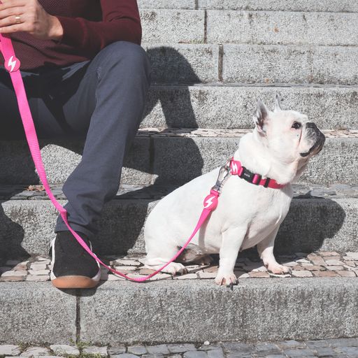 Coleira rosa de nylon para cães