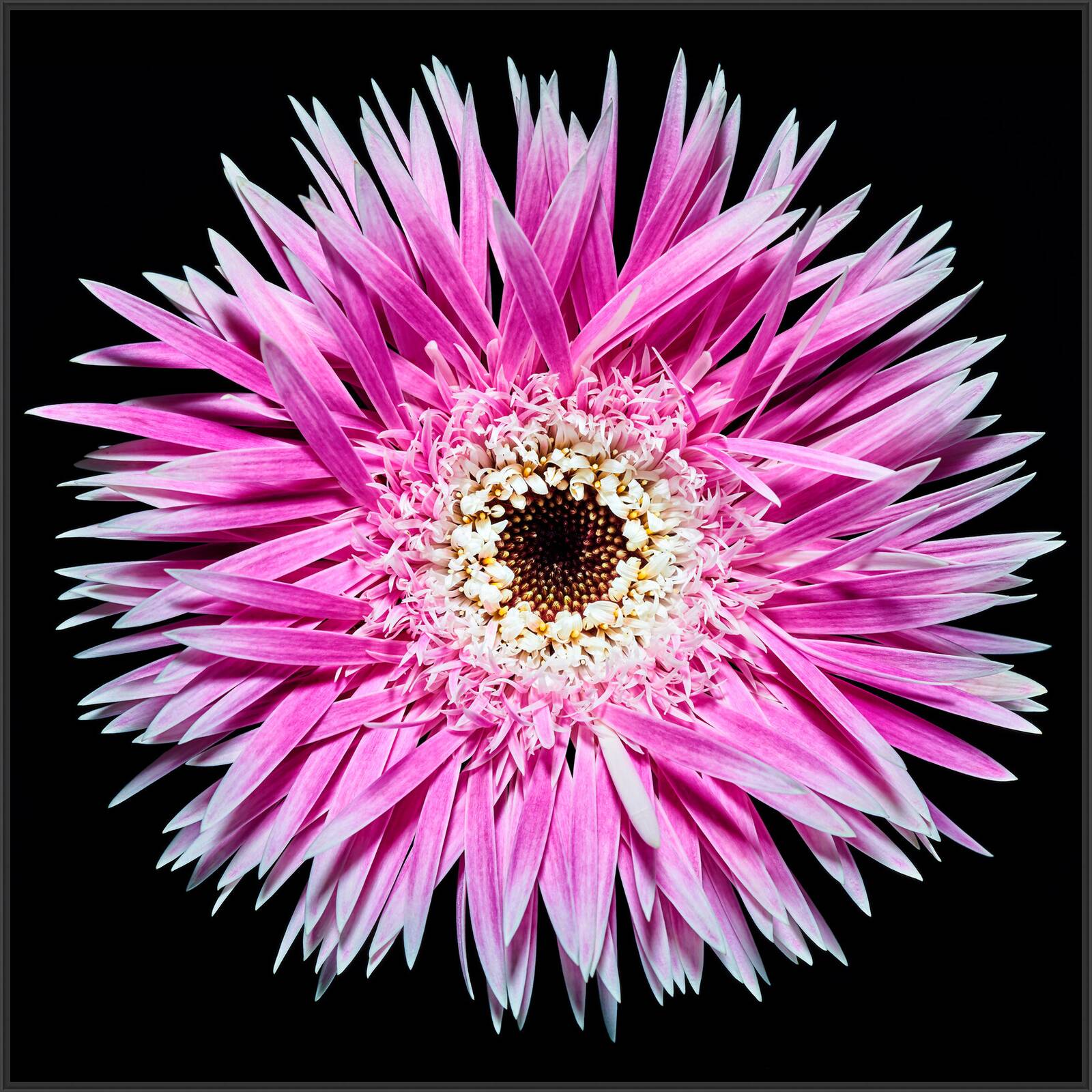 Blossom II by Heiko Hellwig - Limited Edition. Edition of: 100. Signed.