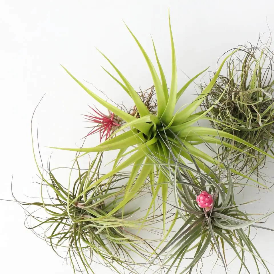 Luchtplantjes - Set van 10 - Tillandsia - Hoogte 5-15cm - ⌀5cm
