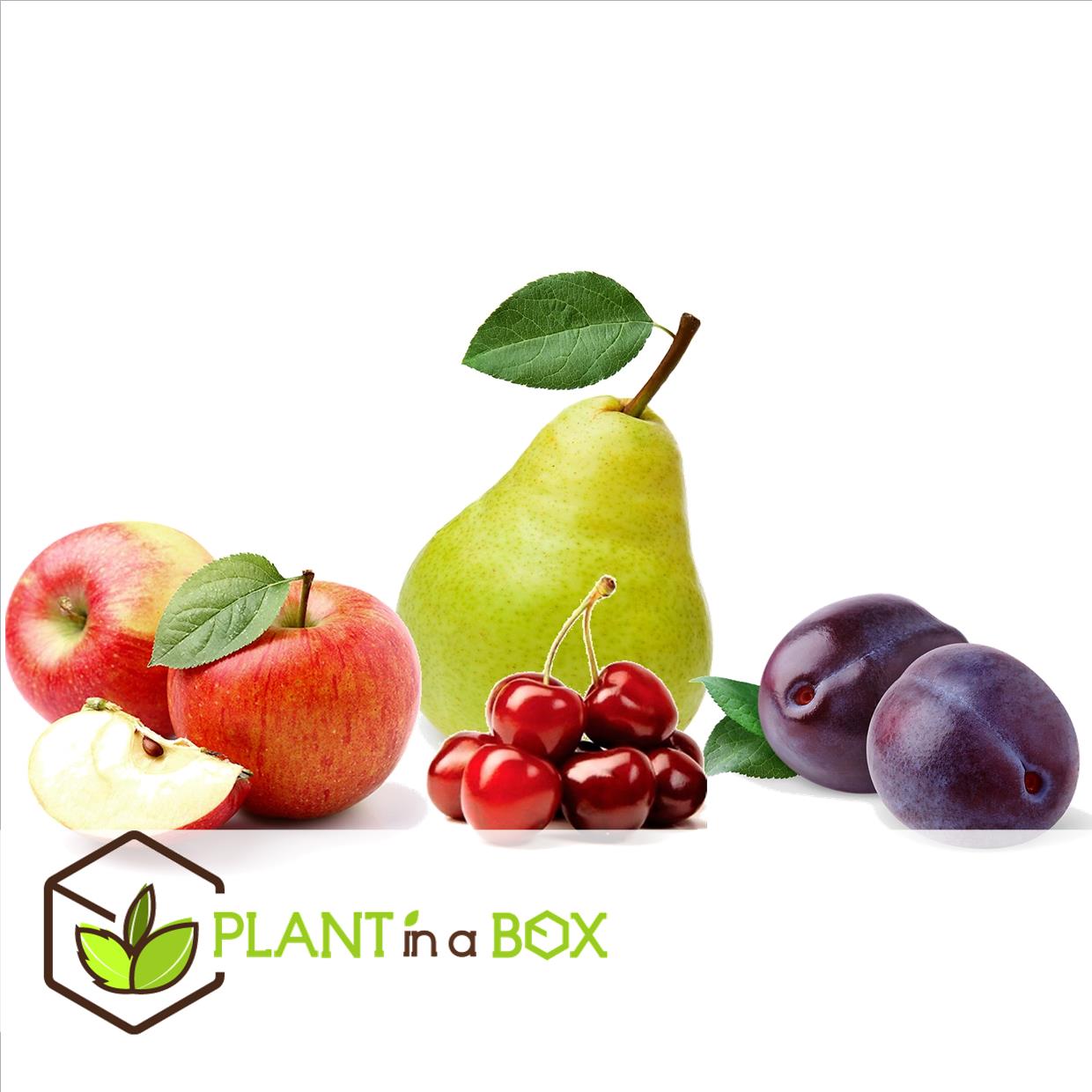 Arbres fruitiers - mélange de 8 - prunus,pyrus,malus - pot 9cm - hauteur 60-70cm