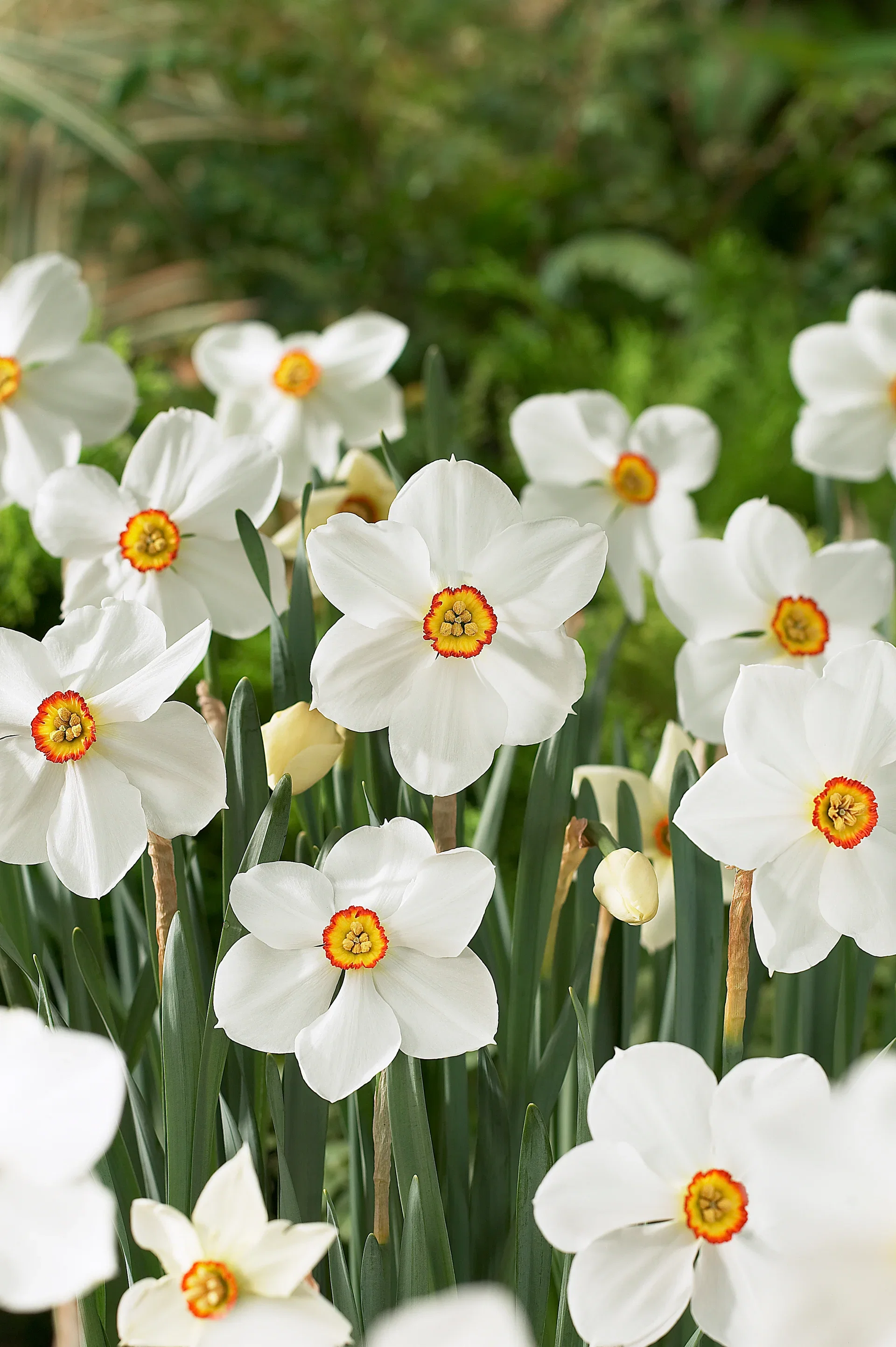 Narcissus poeticus 'Actaea' Pinselilje 'Actaea'