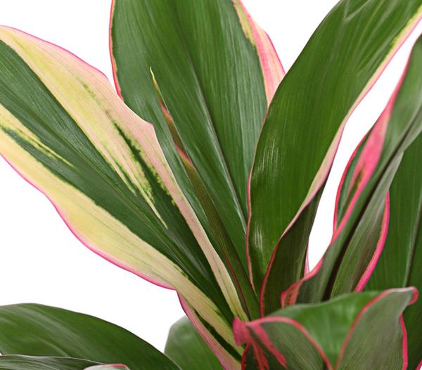 Keulenlilie - Cordyline cultivars,