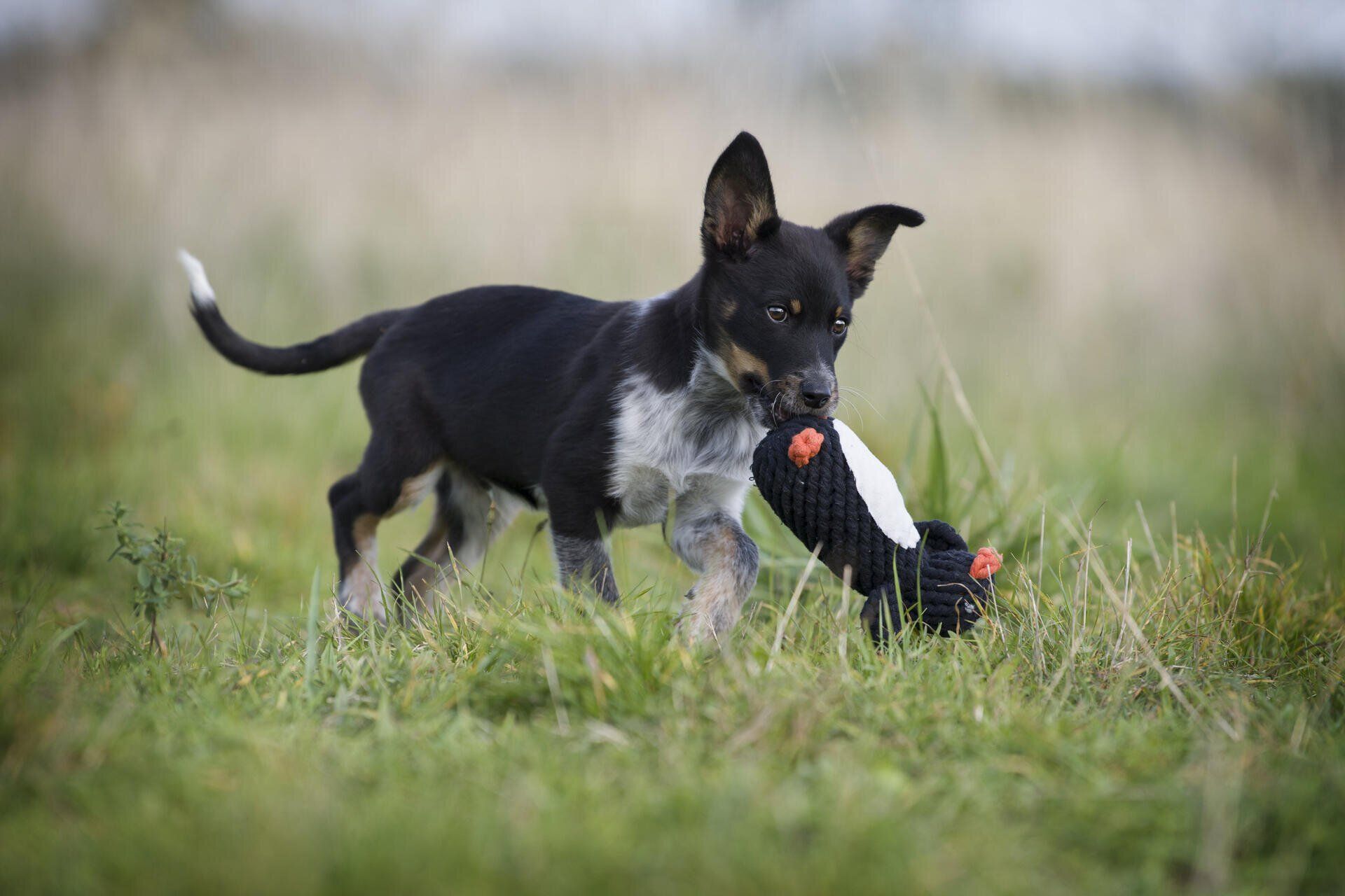Hundespielzeug Poldi Pinguin - Laboni