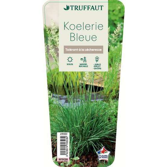 Koelerie Bleue : godet