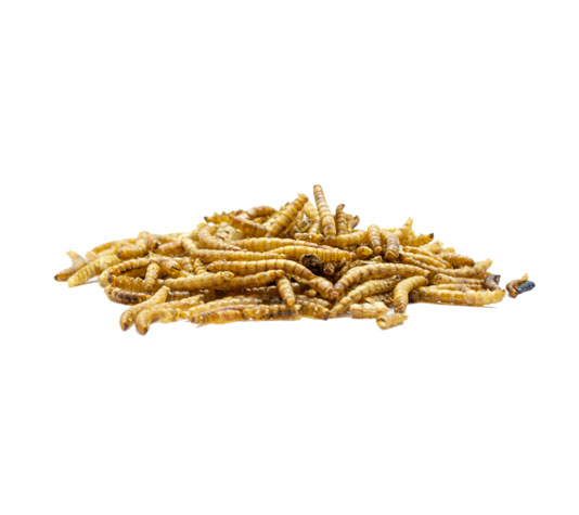 Larvas de farinha desidratadas 150g – Larvas de farinha secas para répteis, aves, peixes de lago e roedores – Fonte natural de proteína