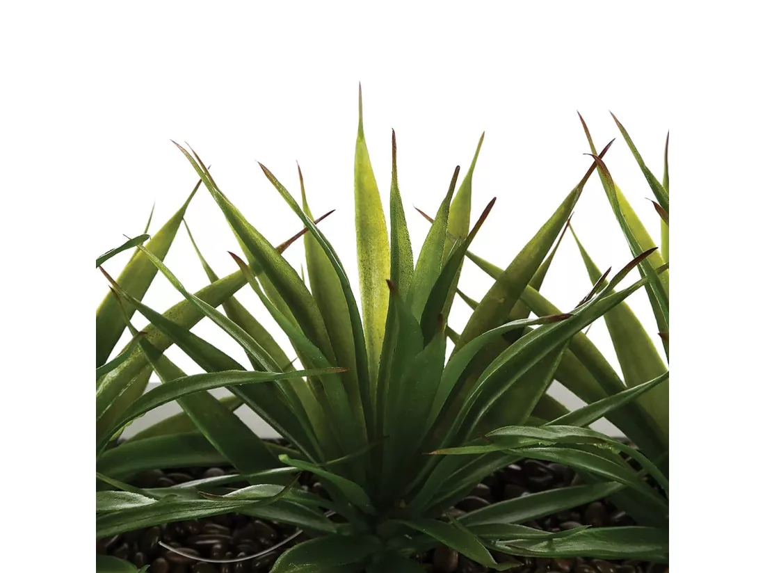 WELL HOME - Centre de table décoratif 3 plantes d'Aloe Vera H.17
