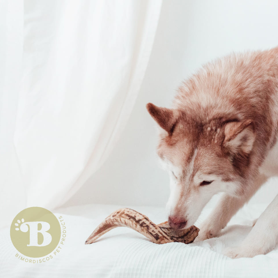 Brinquedo para mastigar para cães feito com chifre de carneiro 100% natural