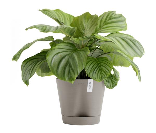Ecopots Kunststoff-Topf Venice 2, rund