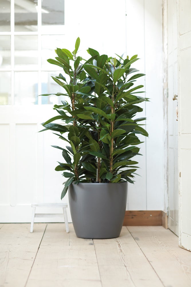 Elho bloempot Brussels antraciet D 35 H 33 cm
