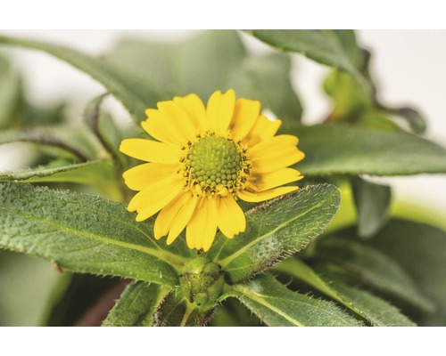 Atztekengold FloraSelf Sanvitalia hybrid 'Talya Great Yellow' Ø 12 cm pot