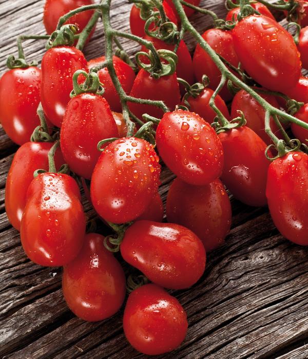Dehner Premium Samen Rispentomate 'Modus F1'