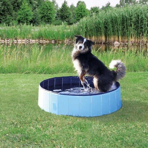 Piscina azul para cães