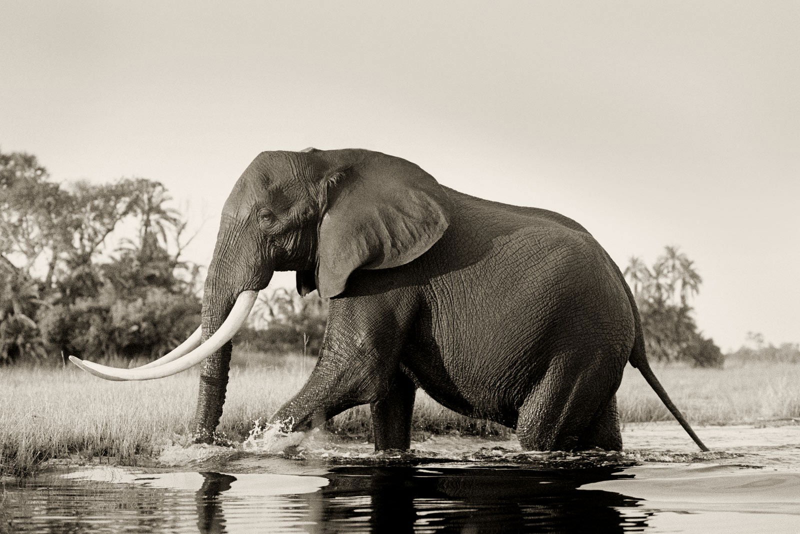 Big Tusker Elephant Bull by Horst Klemm - Limited Edition. Edition of: 150. Signed.