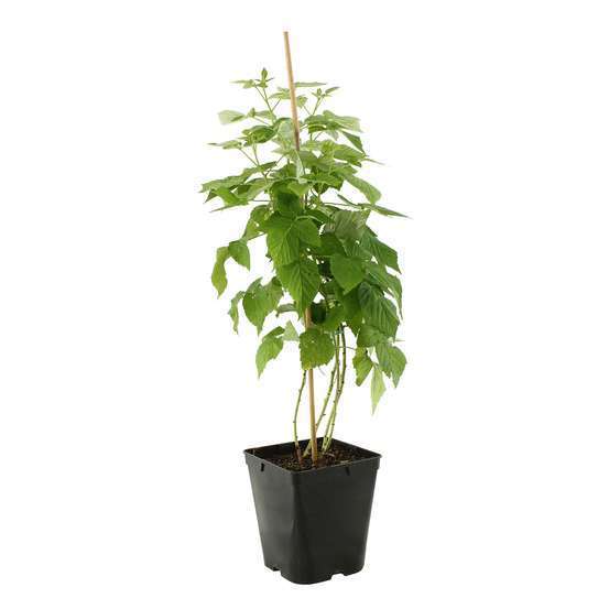 Framboisier 'Malling Promise' : pot de 5 litres
