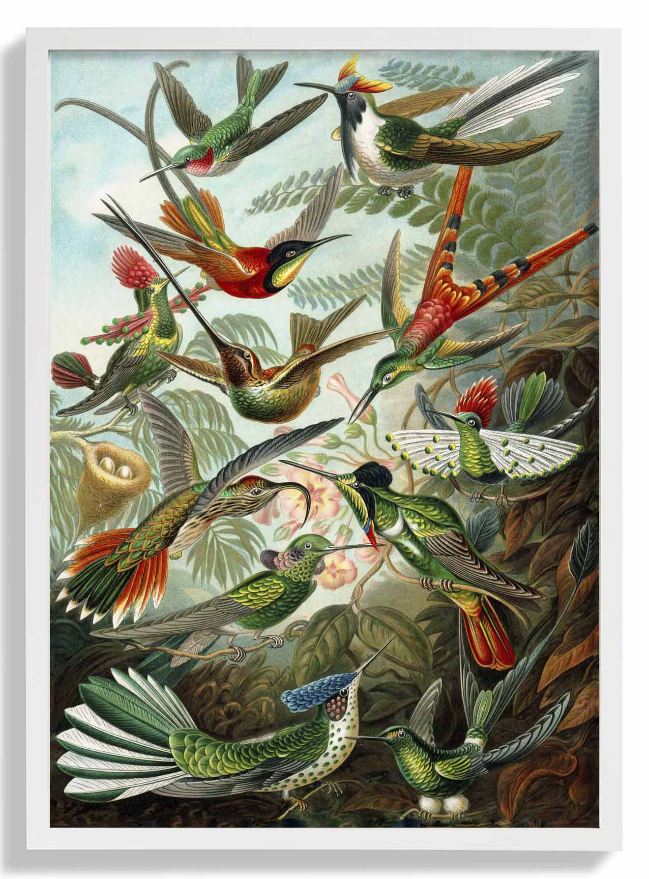 Paradiesvögel von Ernst Haeckel