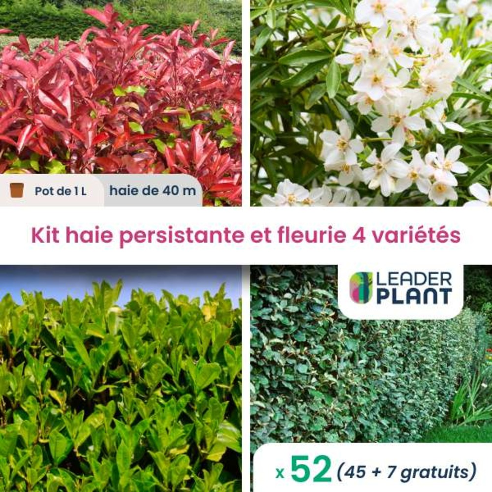Kit haie persistante et fleurie - 4 variétés - lot de 52 plants en pot de 1 l