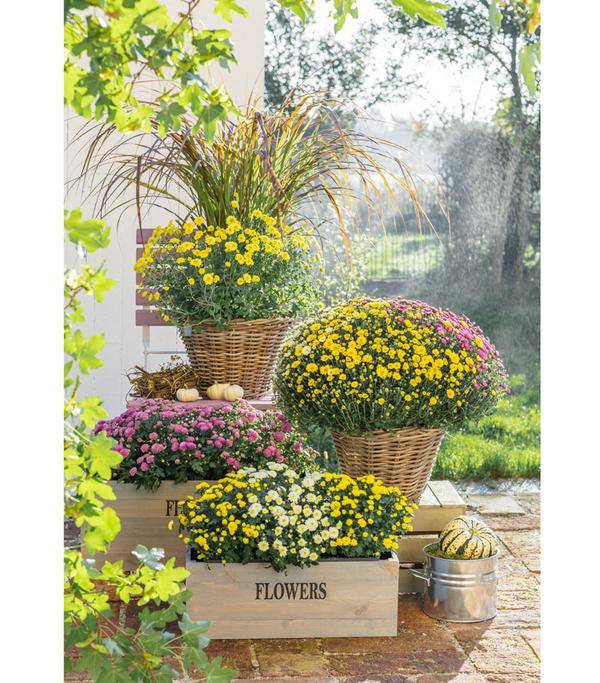 Herbst Chrysanthemen-Trio