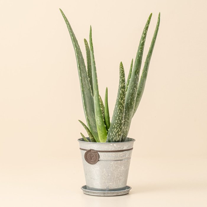 Aloë Vera plant (incl. emmer)