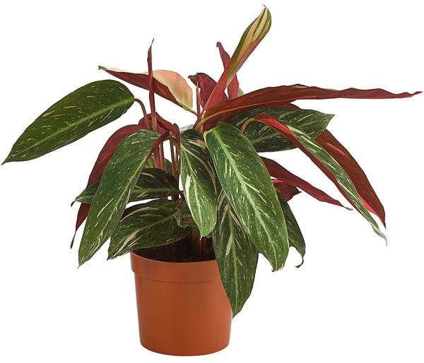 Korbmarante - Calathea sanguinea 'Magicstar'