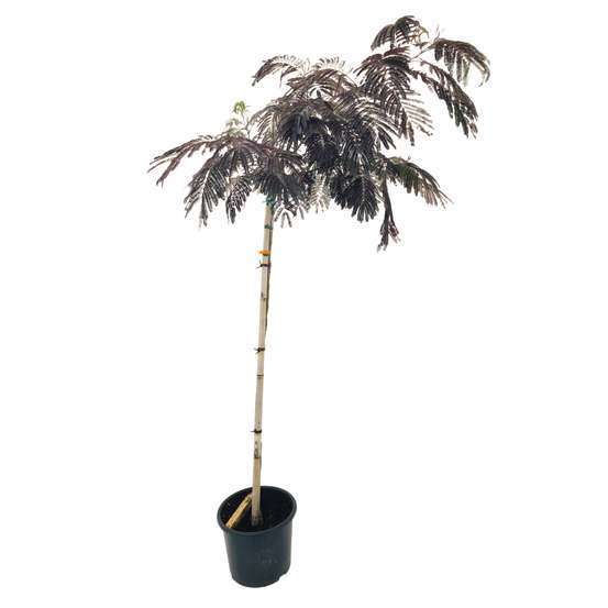 Albizia 'Summer Chocolate' :1/2 tige C15 litres