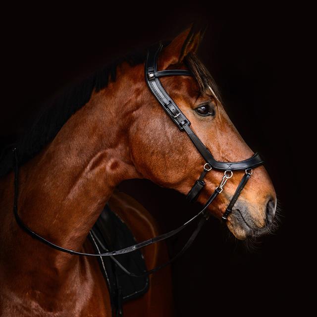 Teugels PresTeq FayRein Bitloos Met Clip + Stops Zwart