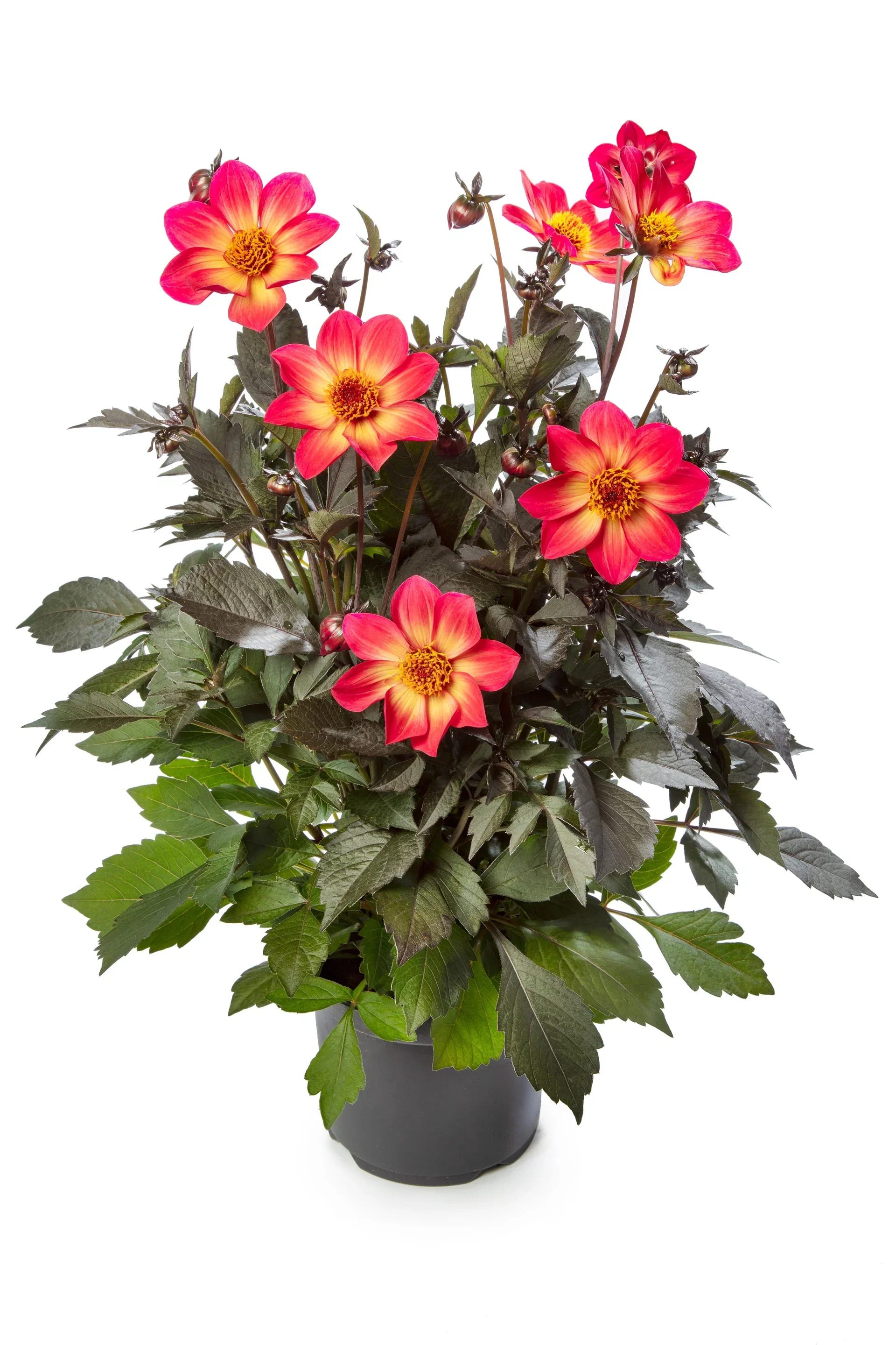 Dahlia dark leaf single fl. Bicolor 19 cm Georgine Ø19 cm