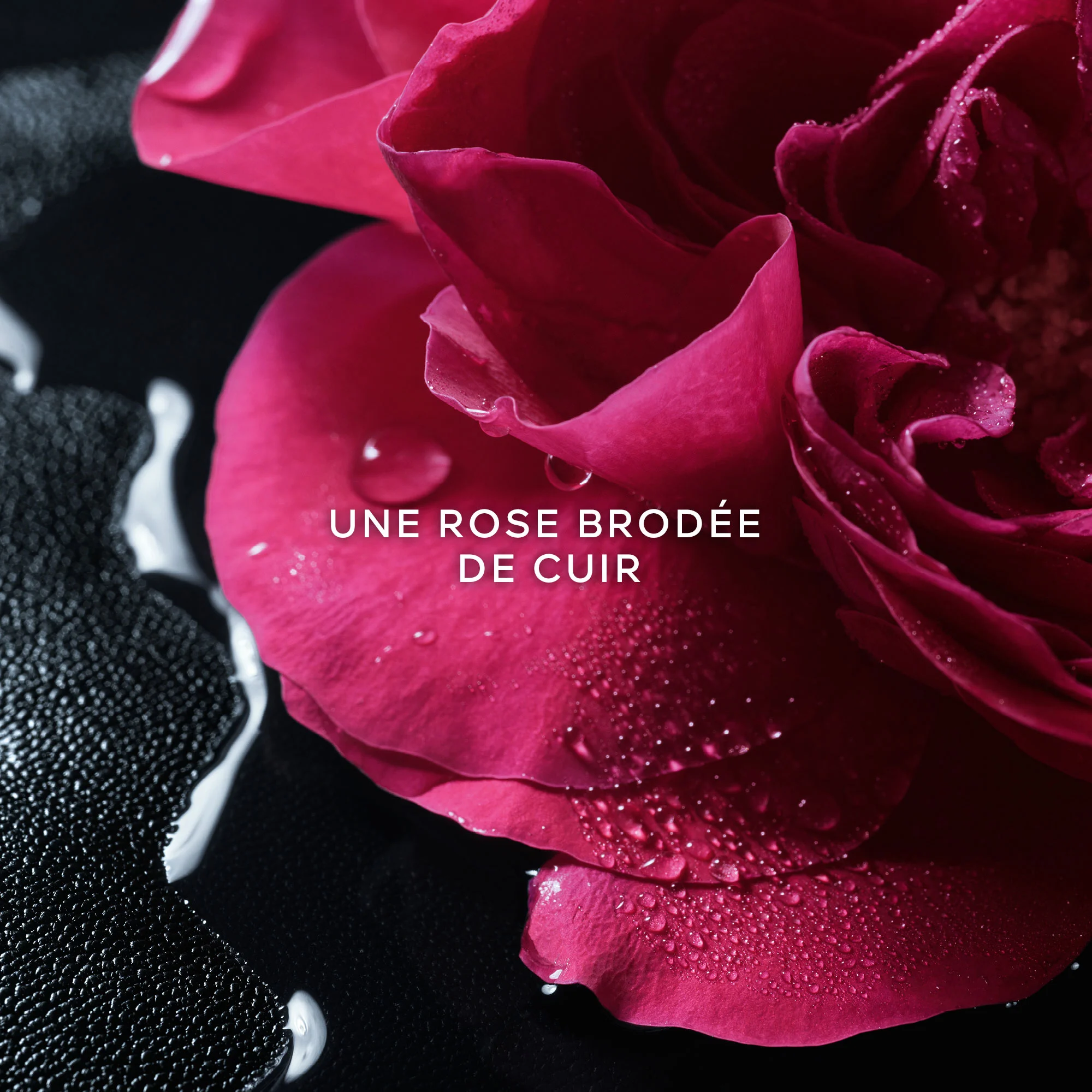 LA PETITE ROBE NOIRE - Rose Noire Eau de Parfum |
