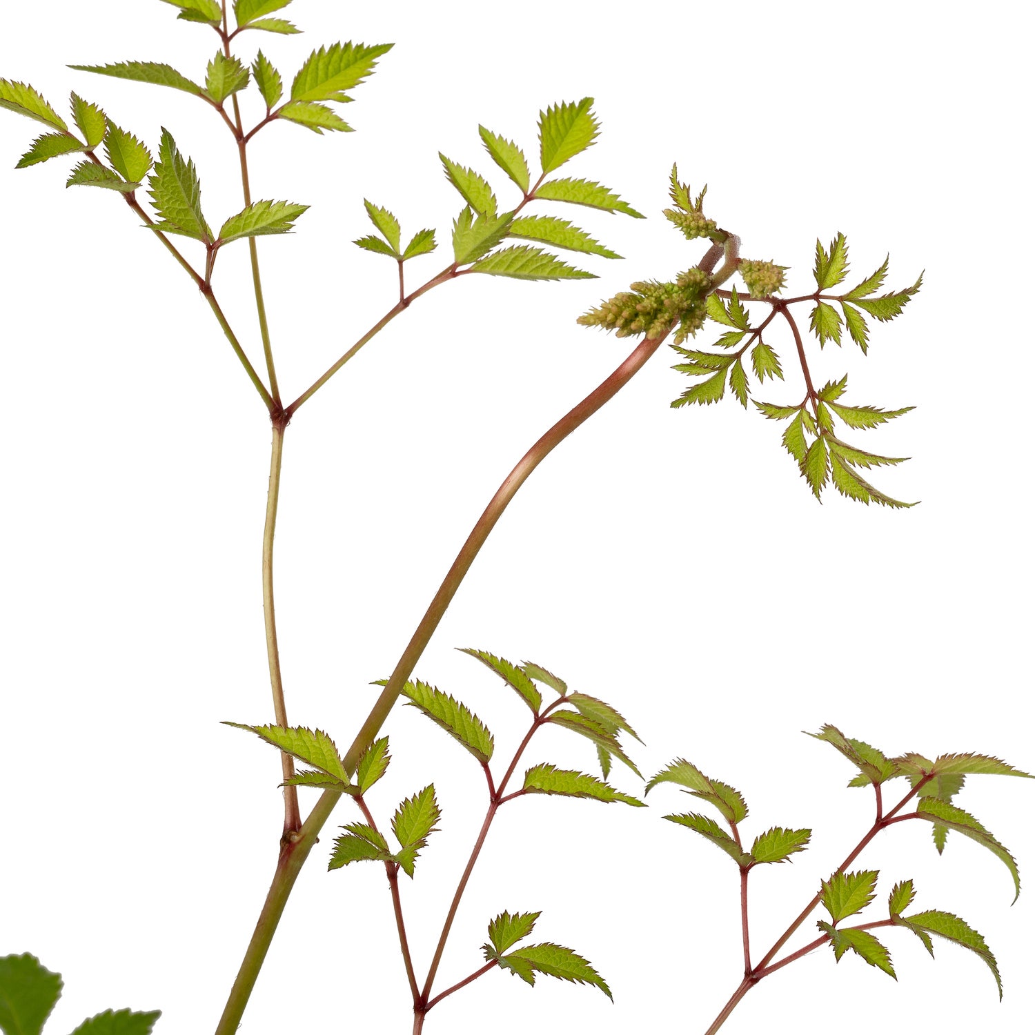 Pluimspirea (Astilbe (J) 'Deutschland') D 11 H 20 cm
