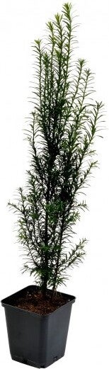 Taxus (Taxus baccata) H 80-100 cm