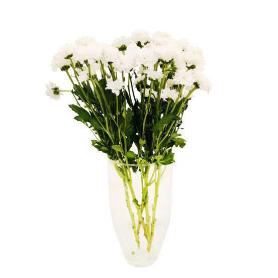 Botte de Chrysanthèmes Santini - 5 tiges : coloris variables