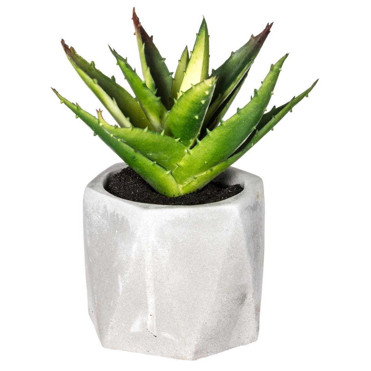 PLANTE GRASSE POT CIMENT MASA H.14CM
