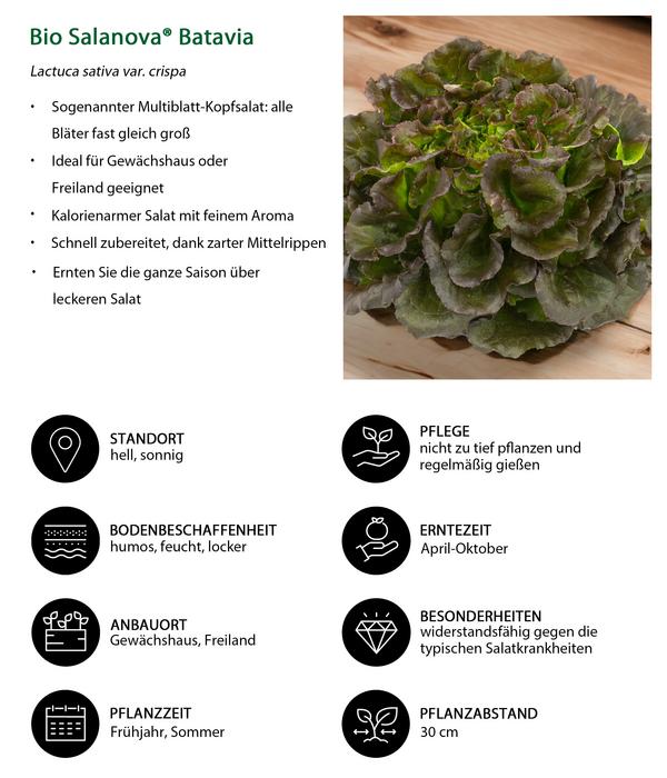 Bio Salanova® Batavia, 6er Schale