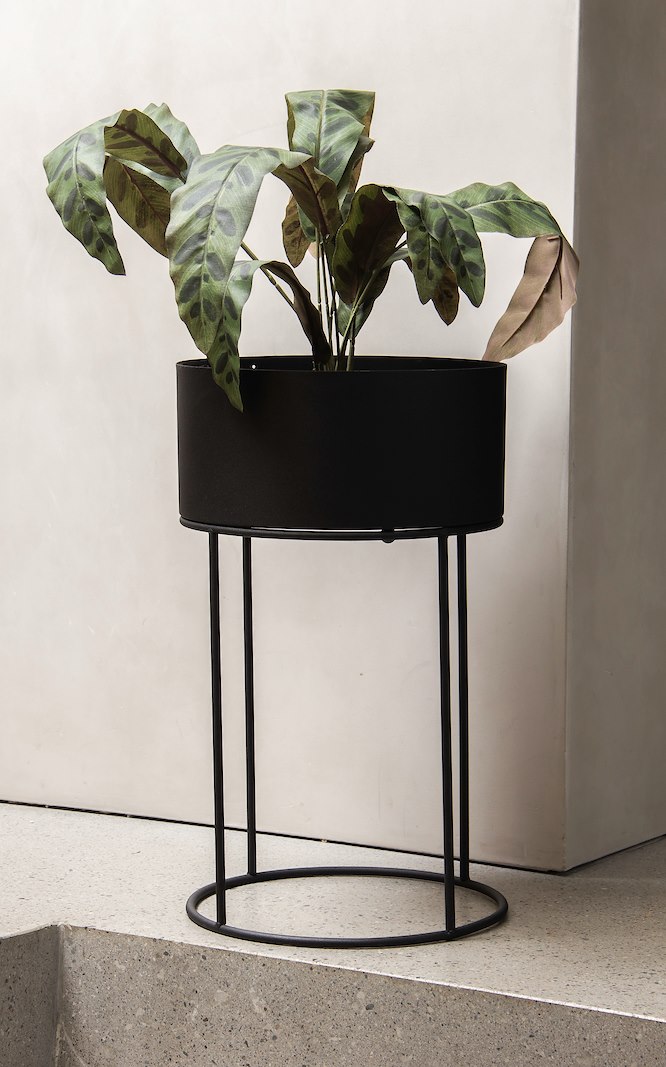 Calathea potteplante Grønn H:45 cm