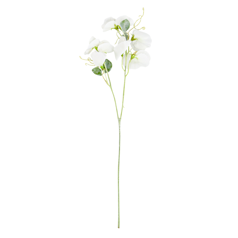 Tige de pois de senteur crème