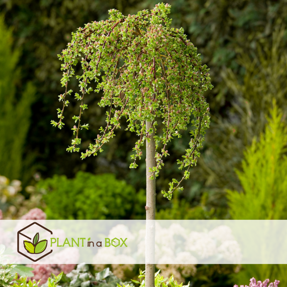 Salix arbuscula - saule nain - lot de 2 - arbre - ⌀19 cm - hauteur 80-90 cm