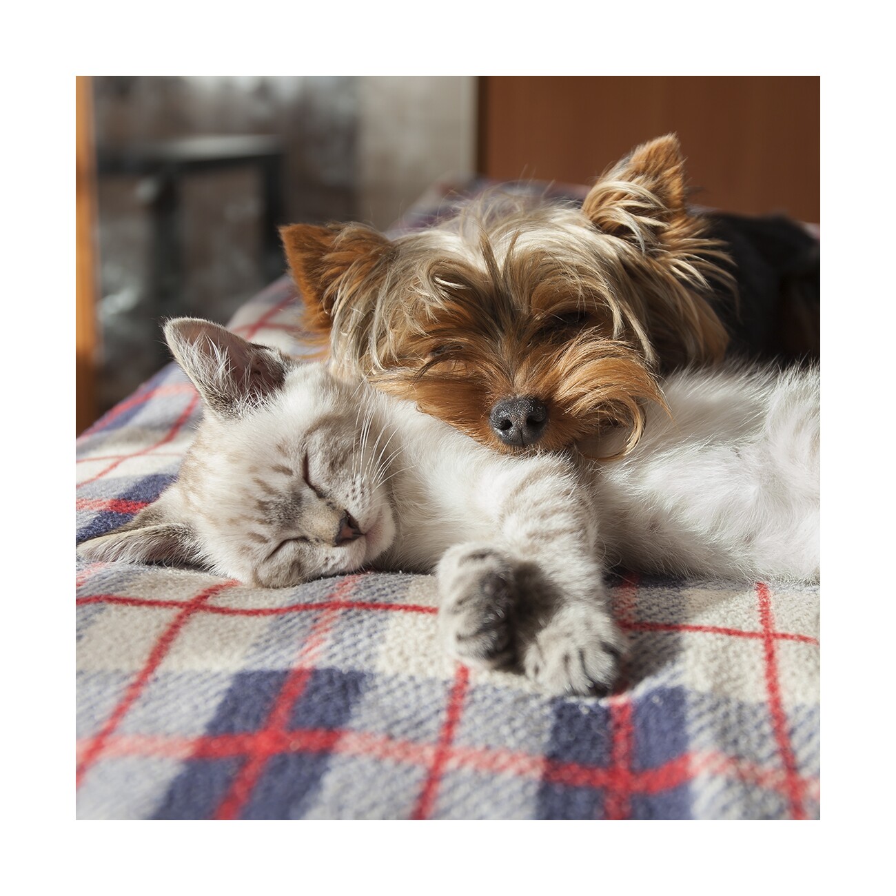 Mooiza Pet Zen Spray