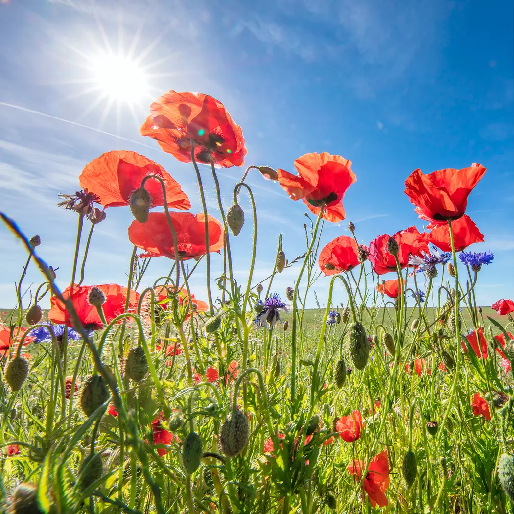 Glasbild 50 x 50 cm Poppies IV