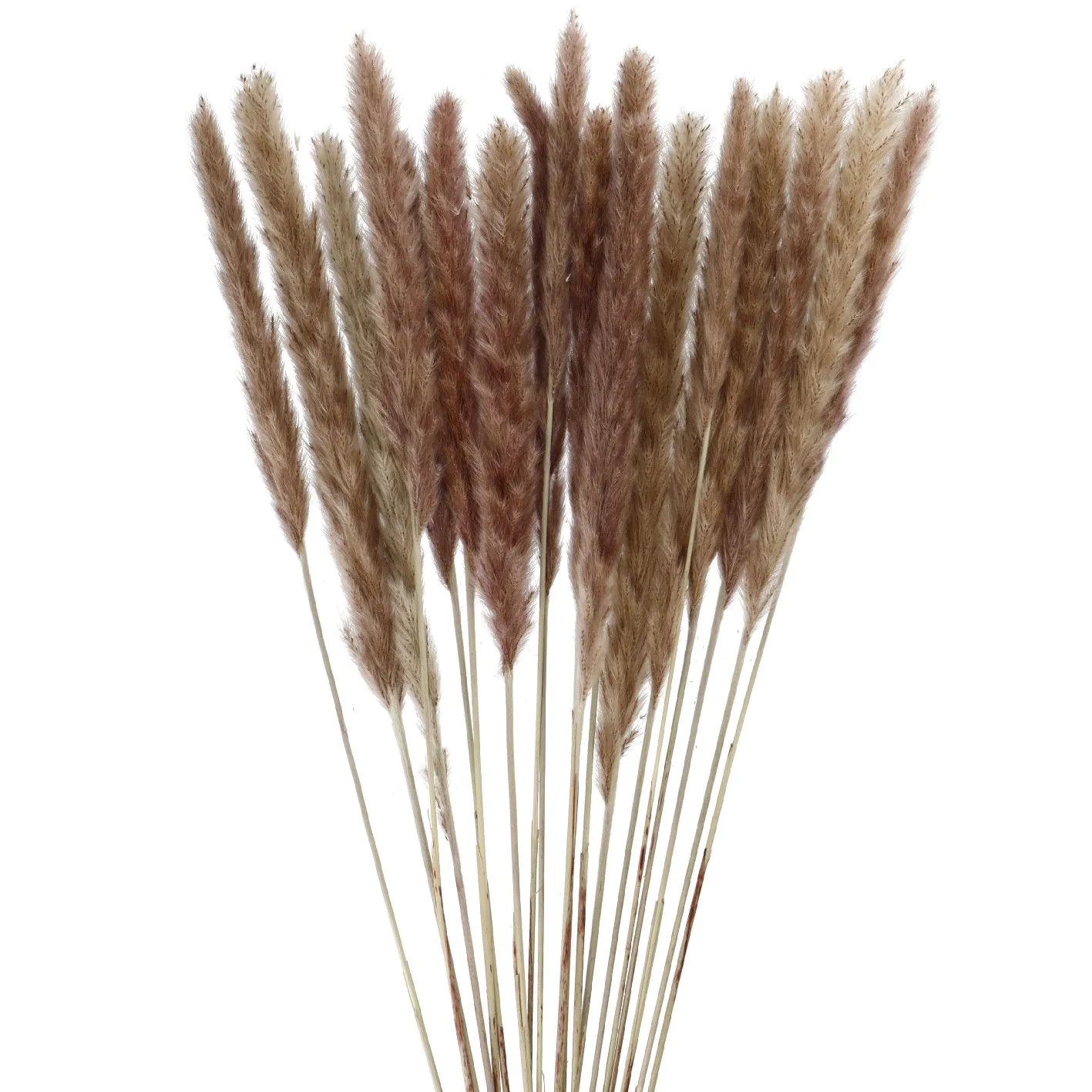 Pampasgras, braun 78 cm