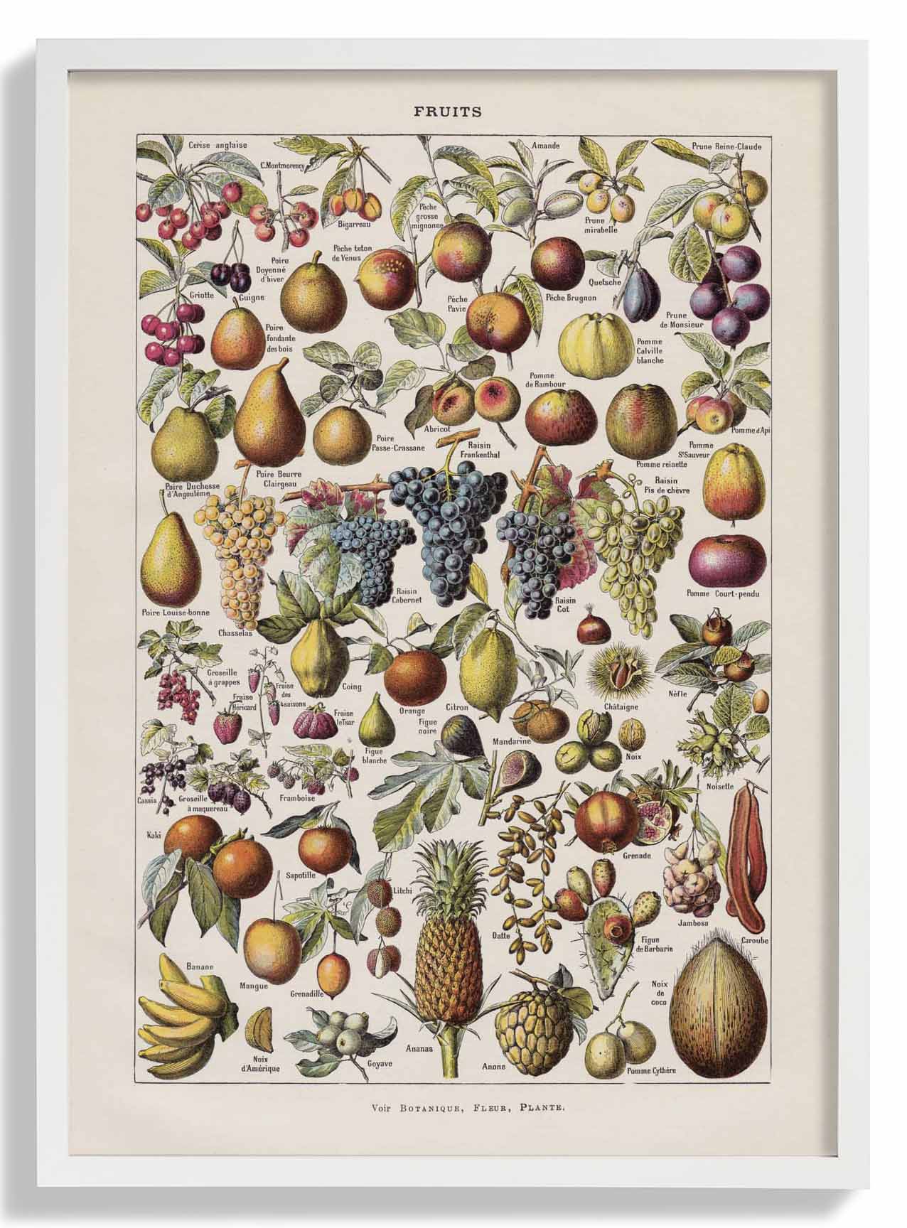 Antike Früchte von Adolphe Millot