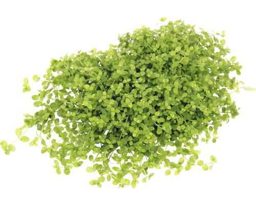 Aquarium waterplantenpakket M 