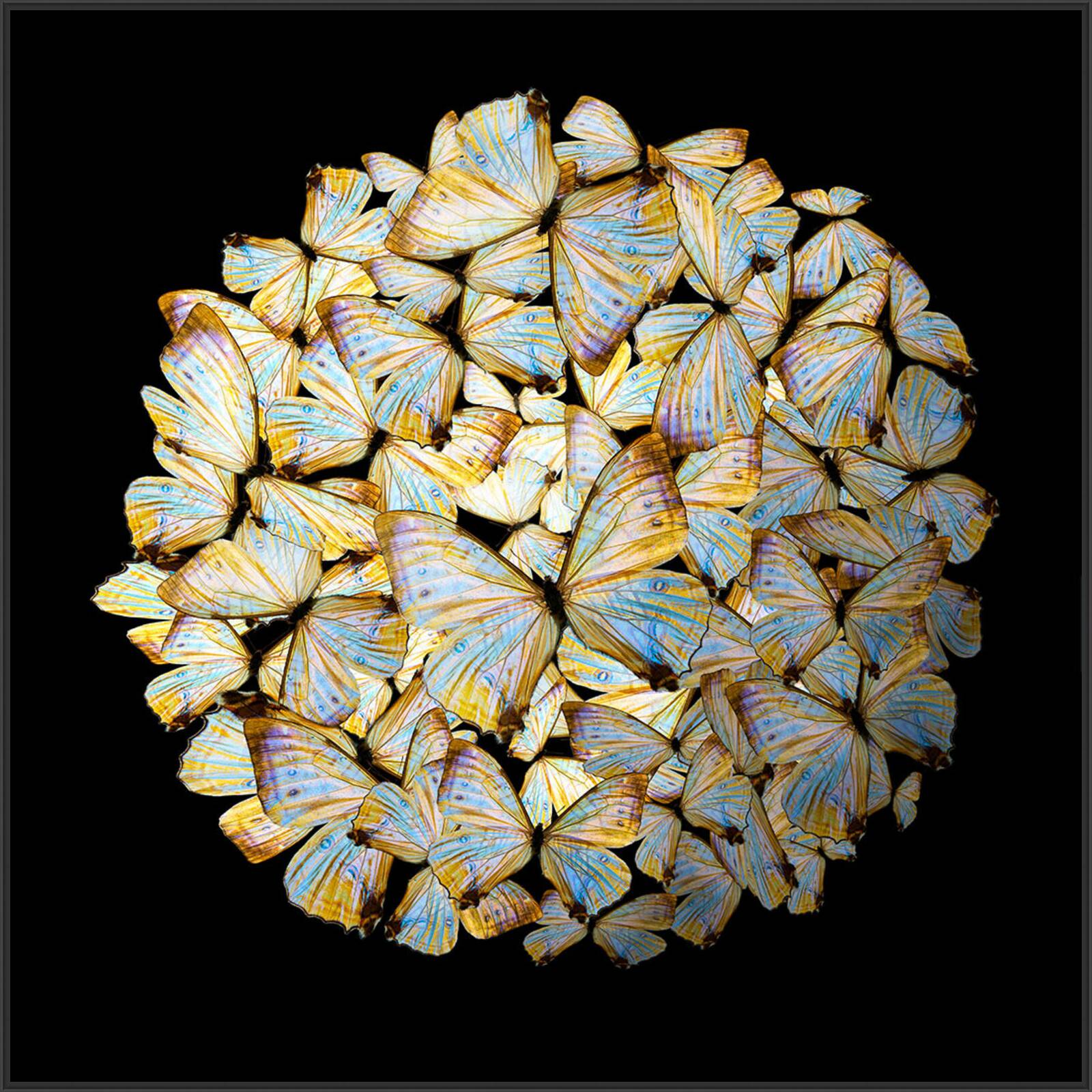 Golden Rhapsody by Heiko Hellwig - Limited Edition. Edition of: 150. Signed.