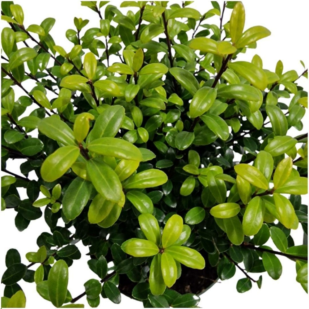 Ilex crenata 'jenny' - lot de 6