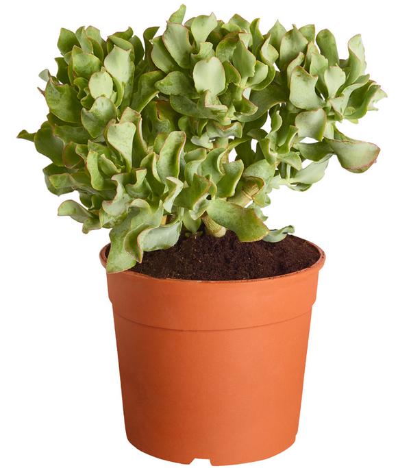 Dickblatt - Crassula cultivars, verschiedene