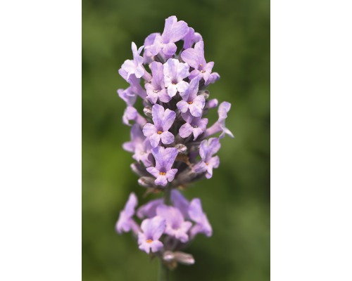 Engelse Lavendel FloraSelf Lavandula angustifolia 'Royal Sensation' H 20-30 cm Co 3 L