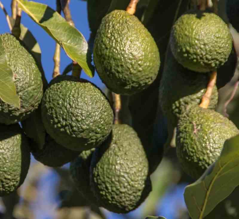 Création de votre jardin exotique 10 plantes emblématiques