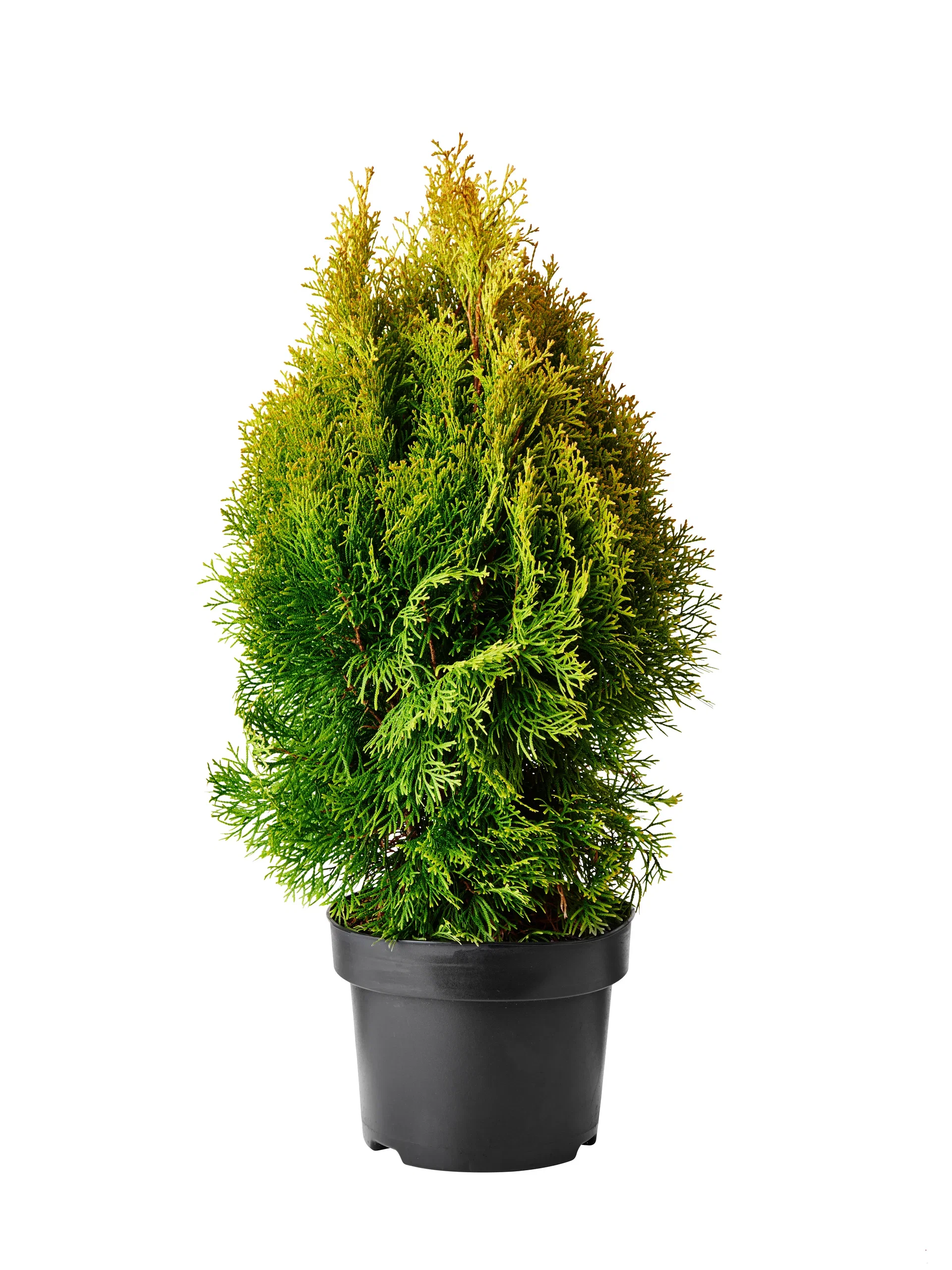Thuja occidentalis GOLDEN SMARAGD ('Janed Gold') Tuja GOLDEN SMARAGD Høyde 25-30 cm