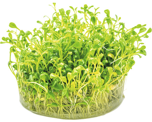 Glossostigma elatinoides in vitro